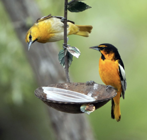 One Species or Two? A Winner Emerges in the Great Oriole Debate